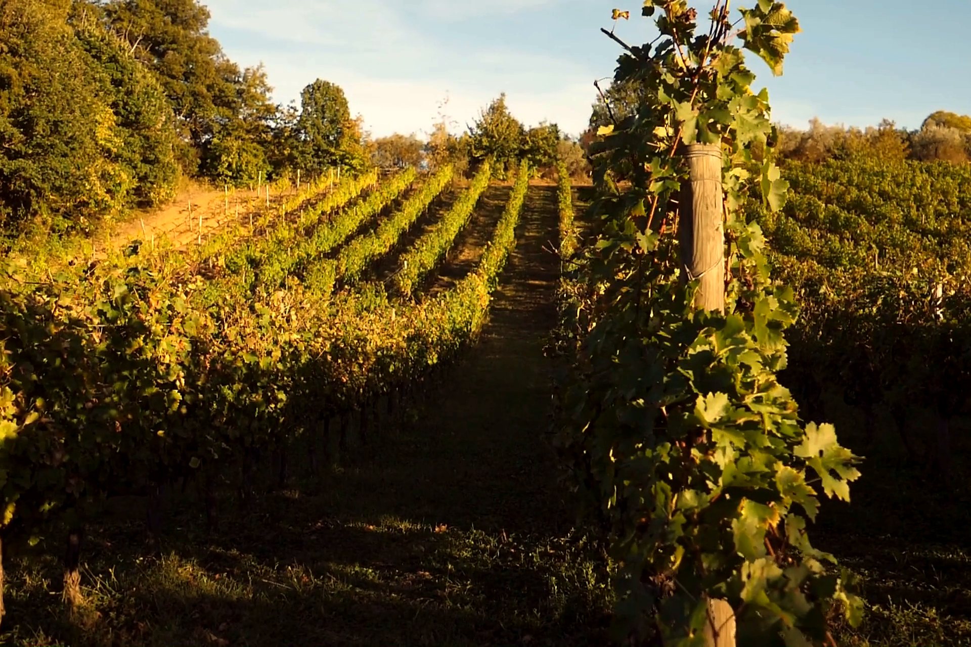 A vineyard in golden evening light
